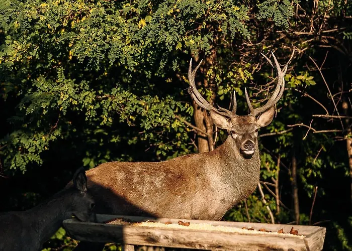 Holiday home Wine Mak Maribor